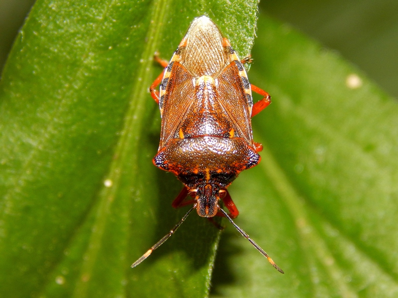 Pentatomidae: Pinthaeus sanguinipes